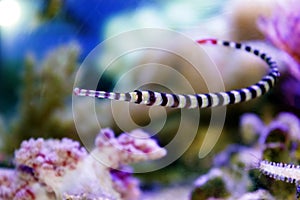 Banded Pipefish - Doryrhamphus dactylophorus