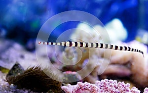 Banded Pipefish - Doryrhamphus dactylophorus