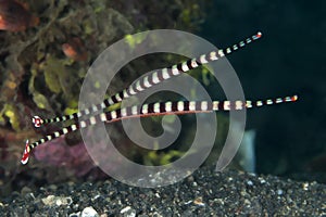 Banded pipefish photo