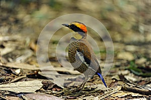 Banded Pitta