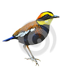 Banded pitta bird