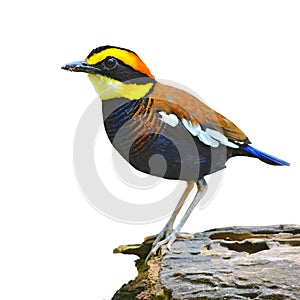 Banded pitta bird