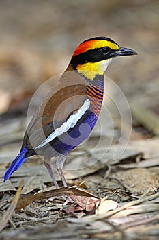 Banded Pitta(male)