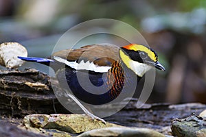 Banded pitta male on the log