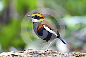Banded pitta male on the log