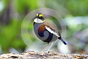 Banded pitta male on the log