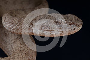 Banded pitviper