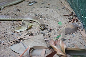 Banded Racer Argyrogena fasciolata Snake in the field photo