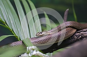 Banded Racer Argyrogena fasciolata  Snake photo