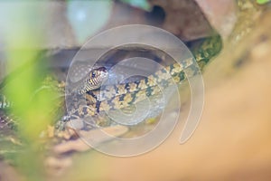 Banded Rat Snake, or the Oriental Rat Snake (Ptyas Mucosus) from the wild in Thailand. Banded Rat Snake is a non-toxic land snake