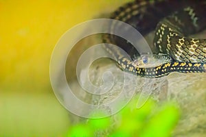 Banded Rat Snake, or the Oriental Rat Snake (Ptyas Mucosus) from the wild in Thailand. Banded Rat Snake is a non-toxic land snake