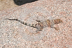 Banded Rock lizard, or Mearn`s rock lizard  Petrosaurus mearnsi mearnsi photo