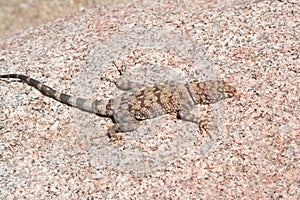 Banded Rock lizard, or Mearn`s rock lizard  Petrosaurus mearnsi mearnsi photo