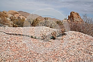 Banded Rock lizard, or Mearn`s rock lizard  Petrosaurus mearnsi mearnsi posing on rock photo