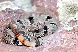 Banded Rock Rattlesnake