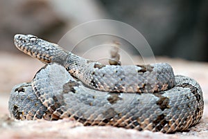 A rayas la roca serpiente de cascabel sacudida su a retumbar 