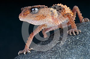 Banded rough knobtail gecko / Nephrurus wheeleri