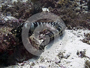 Banded sea krait