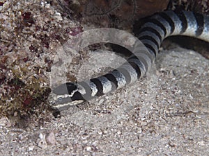 Banded sea krait