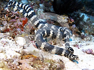 Banded sea krait