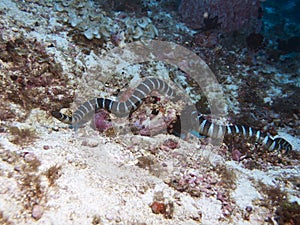 Banded sea krait