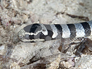 Banded sea krait