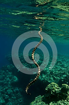 Banded sea krait breathing