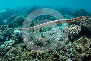 Banded Sea Krait and Coral Reef in Banda Sea, Indonesia