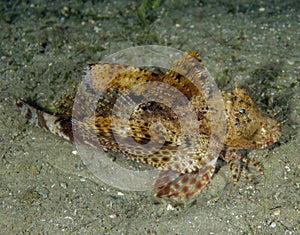 A Banded Sea Robin (Prionotus ophryas) in Florida