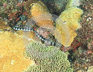 Banded sea snake