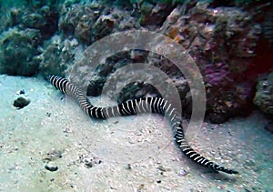 Banded Sea Snake Hunts for Prey