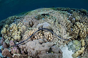 Banded Sea Snake on Reef