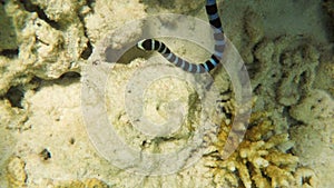 Banded Sea Snake in sea