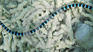Banded Sea Snake in sea