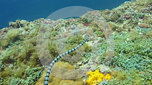 Banded Sea Snake Or Stripped Sea Krait Close Up On Coral Reef Gato Island Phillipines