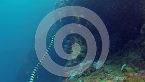 Banded Sea Snake Or Stripped Sea Krait Swimming Up Phillipines Coral Reef Wall