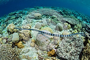 Banded Sea Snake Swimming Over Reef