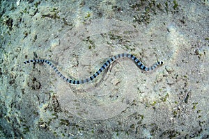 Banded Sea Snake Swimming Over Sand
