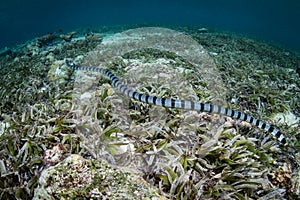 Banded Sea Snake Swimming Over Seagrass