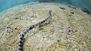 Banded Sea Snake Swimming Underwater