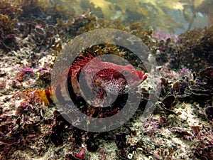 Banded Seaperch