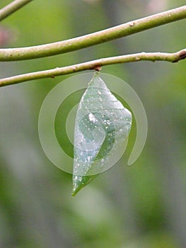 Banded Shoemaker butterfly chrysalis