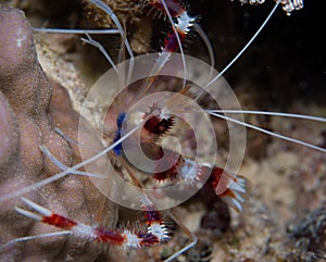 Banded shrimp on corals