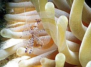 Banded shrimp w/ anemone