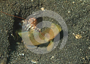 Banded shrimpgoby