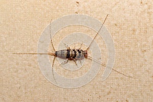 Banded silverfish top view