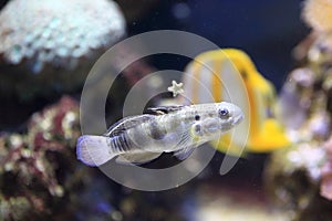 Banded sleeper goby