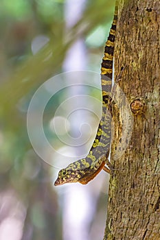 Banded Tree Anole Anolis transversalis