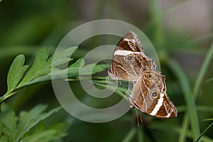 Banded Tree Brown butterfly mating