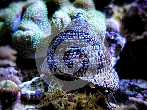 Banded Trochus Snail - Trochus sp.